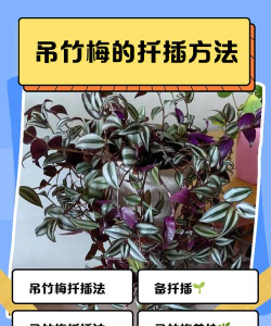 吊竹梅什么季节可以扦插