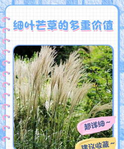 细叶芒草怎么养