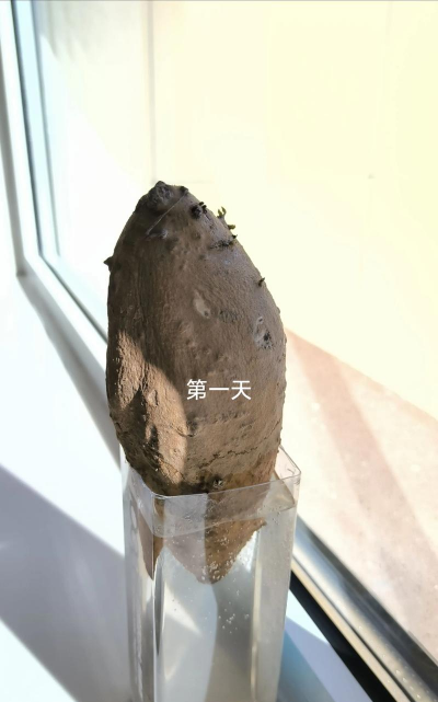 水培地瓜叶怎么种植