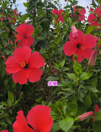 又名朱槿是什么花