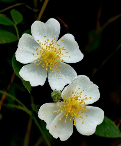 野蔷薇什么季节开花
