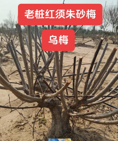 原生红梅花怎么分辨