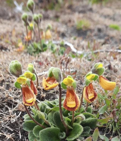 蒲包花怎么繁殖