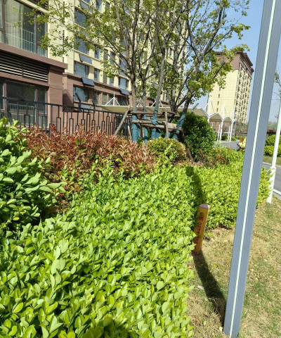 小区绿化能不能养花苗