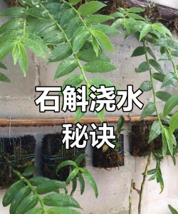 广东什么时候浇水