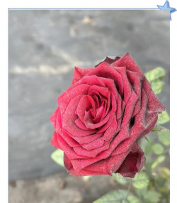 玫瑰长白蜘蛛怎么处理