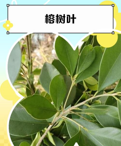 小叶榕叶是什么