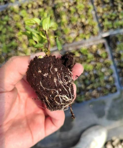 家庭养花用生根粉