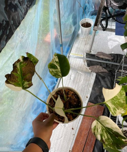 家庭养花用生根粉