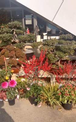 家庭养花用生根粉