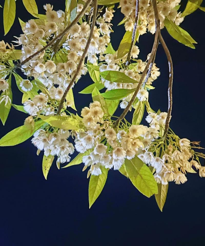 杜英花香什么味道