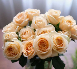 蜜桃雪山玫瑰怎么施肥