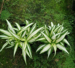 怎么分辨宽叶吊兰