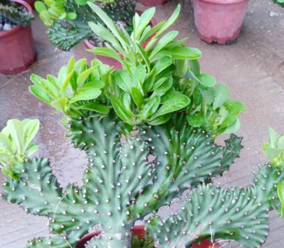 家庭养花用生根粉