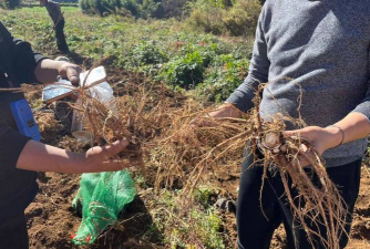 前胡用什么方法采收