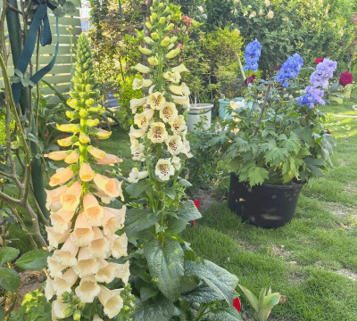 毛地黄用什么花盆