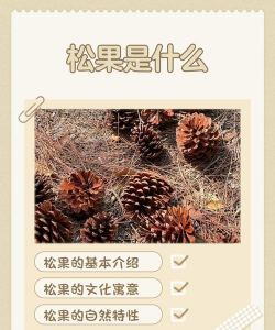 松果什么时候播种