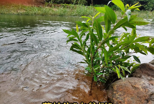 阴湿的山沟种植什么树