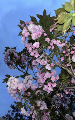 日本晚樱属于什么科