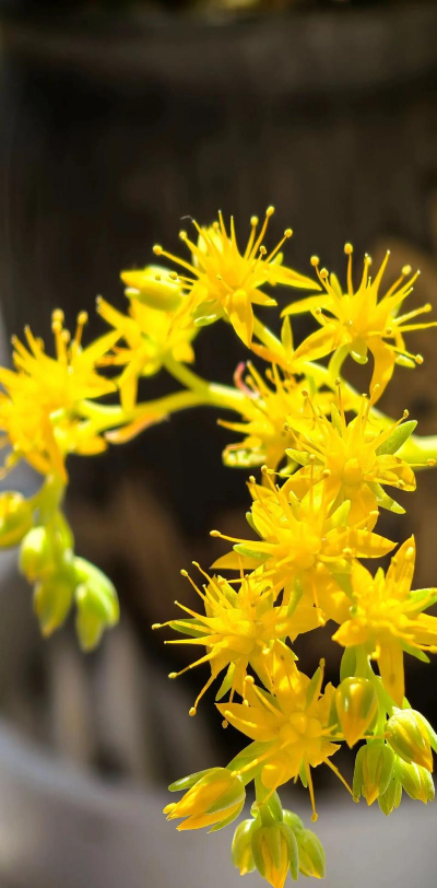 尖叶子的花是什么