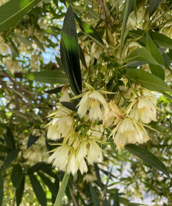 杜英树开什么花