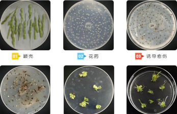 家庭养花用生根粉