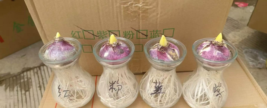 家庭养花用生根粉