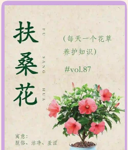 扶桑花花期注意些什么