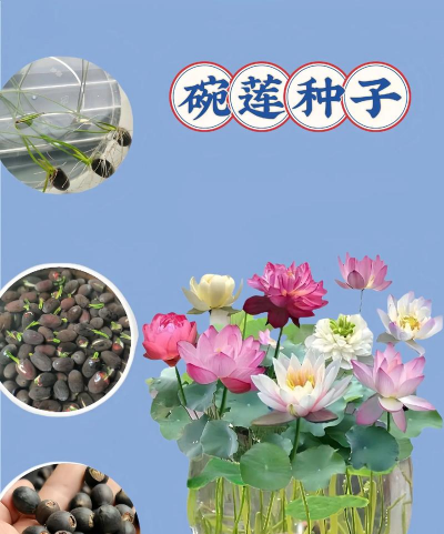 碗莲怎么养成蓝色