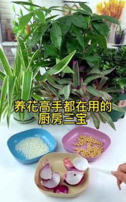 家庭养花用生根粉