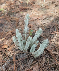 白毛鹿茸草怎么种