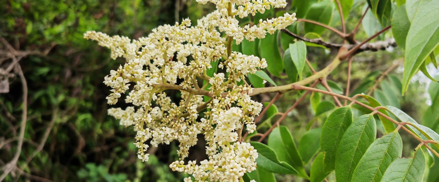 漆树花有什么用