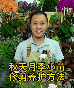 月季小苗秋天怎么养护