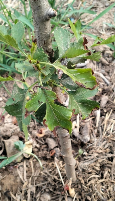 山楂树怎么没了