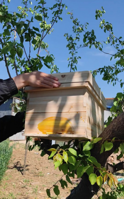 蜜蜂箱里面放啥好养花