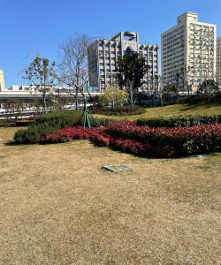 冬天草坪有什么品种