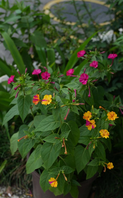 紫茉莉是什么之花