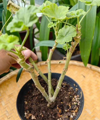 家庭养花用生根粉