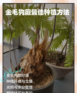 怎么种植金毛狗