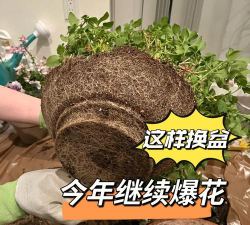 家庭养花用生根粉
