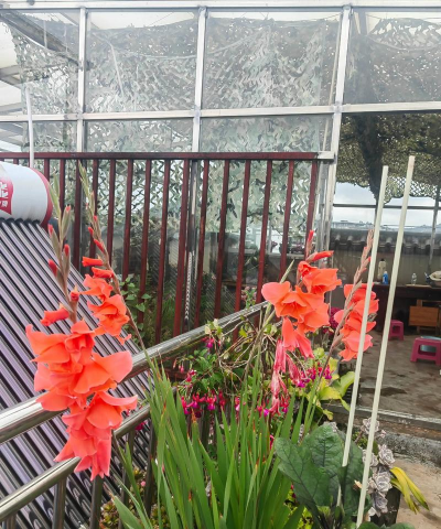 家庭养花用生根粉