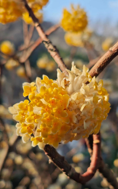 结香开花什么时候