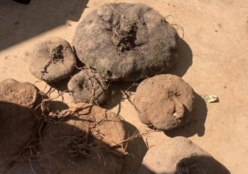 什么花根长得像马铃薯 什么花根长得像马铃薯