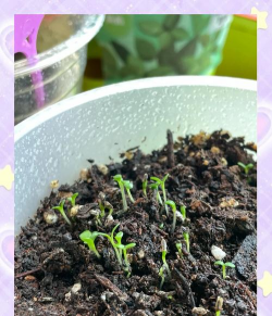 养花的种子要不要发芽呢 养花的种子要不要发芽呢