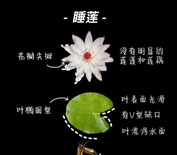 睡莲是怎么繁殖的 睡莲是怎么繁殖的