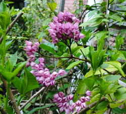 柱花果是什么样子 柱花果是什么样子