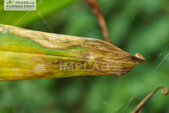 黄精有什么病虫害 黄精有什么病虫害