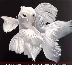 白蝴蝶冬天怎么养 白蝴蝶冬天怎么养