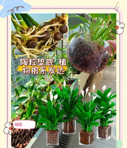 陶粒和珍珠岩哪个好养花 陶粒和珍珠岩哪个好养花