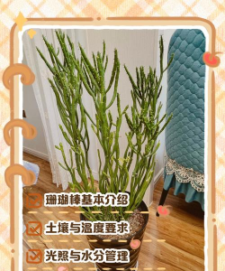 珊瑚棒怎么养殖方法 珊瑚棒怎么养殖方法